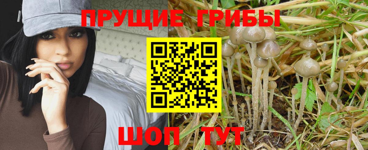 Псилоцибиновые грибы GOLDEN TEACHER Советская Гавань